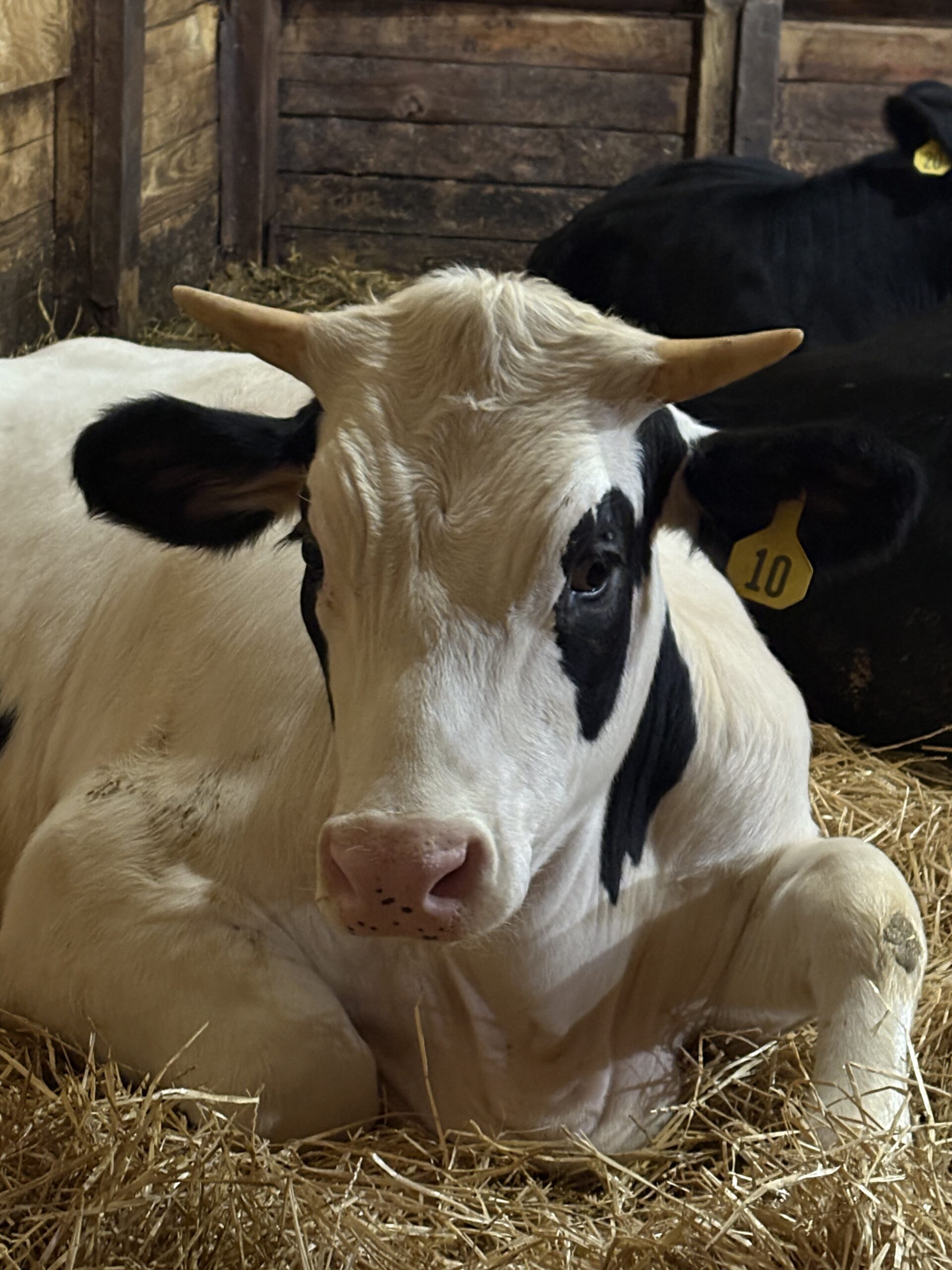 Roth Family Farmstead | Beef | Produce | Norwalk, OH